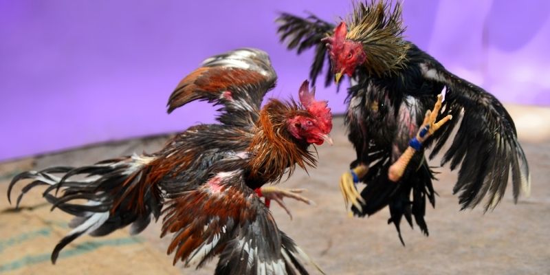 sunwun KM Game Bài 3d