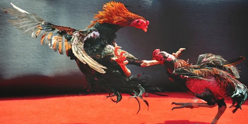 sunwun bắn cá h5 chơi ngay