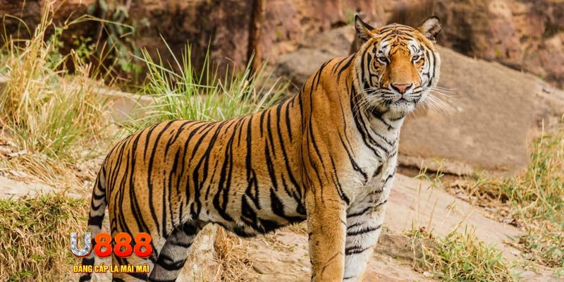 sunwun game nổ hủ máy bay