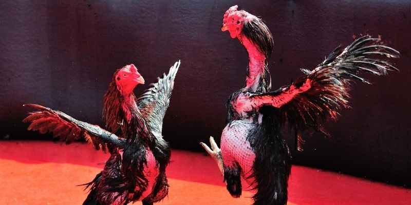 sunwun thị trường baccarat là gì