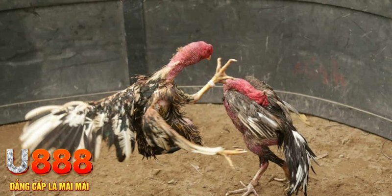 sunwun đăng nhập tiến lên miền nam số 1